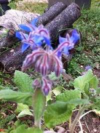 Les plantes mellifères