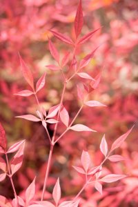 GLOBE PLANTER : Nandina Domestica – Bambous sacrés - Pour un jardin zen