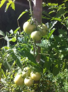 Diversité et potager