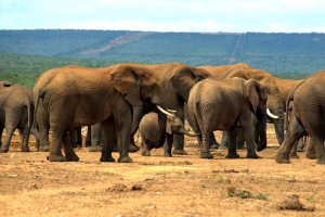 Guide de l'Afrique du Sud