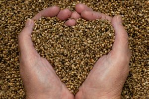 Queen-seeds graines féminisées et autofloraison