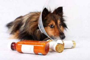 Couvrir son compagnon à quatre pattes, c'est désormais possible grâce à l'assurance pour chien