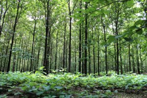 Le teck, un investissement écologique à forte rentabilité à découvrir
