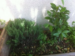 Les aromates dans le jardin