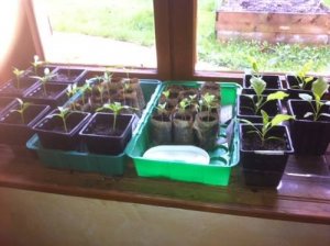 Lutter contre les maladies au potager