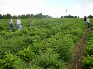 AFSNN/VAL'HOR - Marché du sapin de Noël