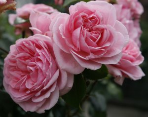 Baptême de la rose Karine Ferri