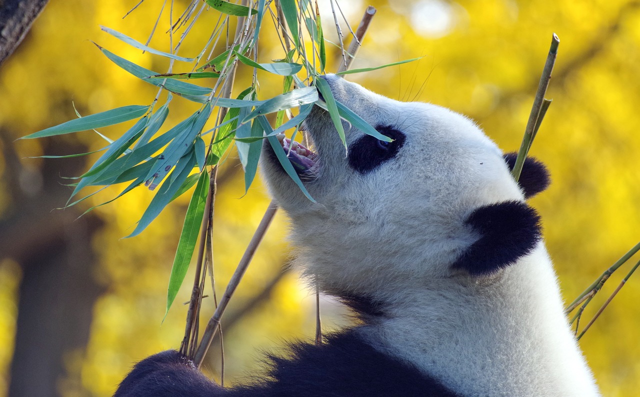tournée gastronomique des&nbsp;pandas&nbsp;géants