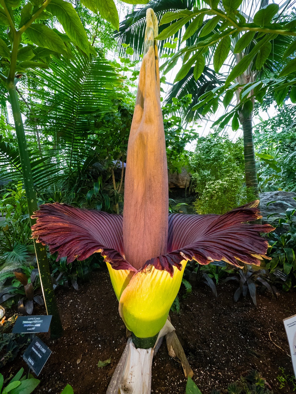 konjac
