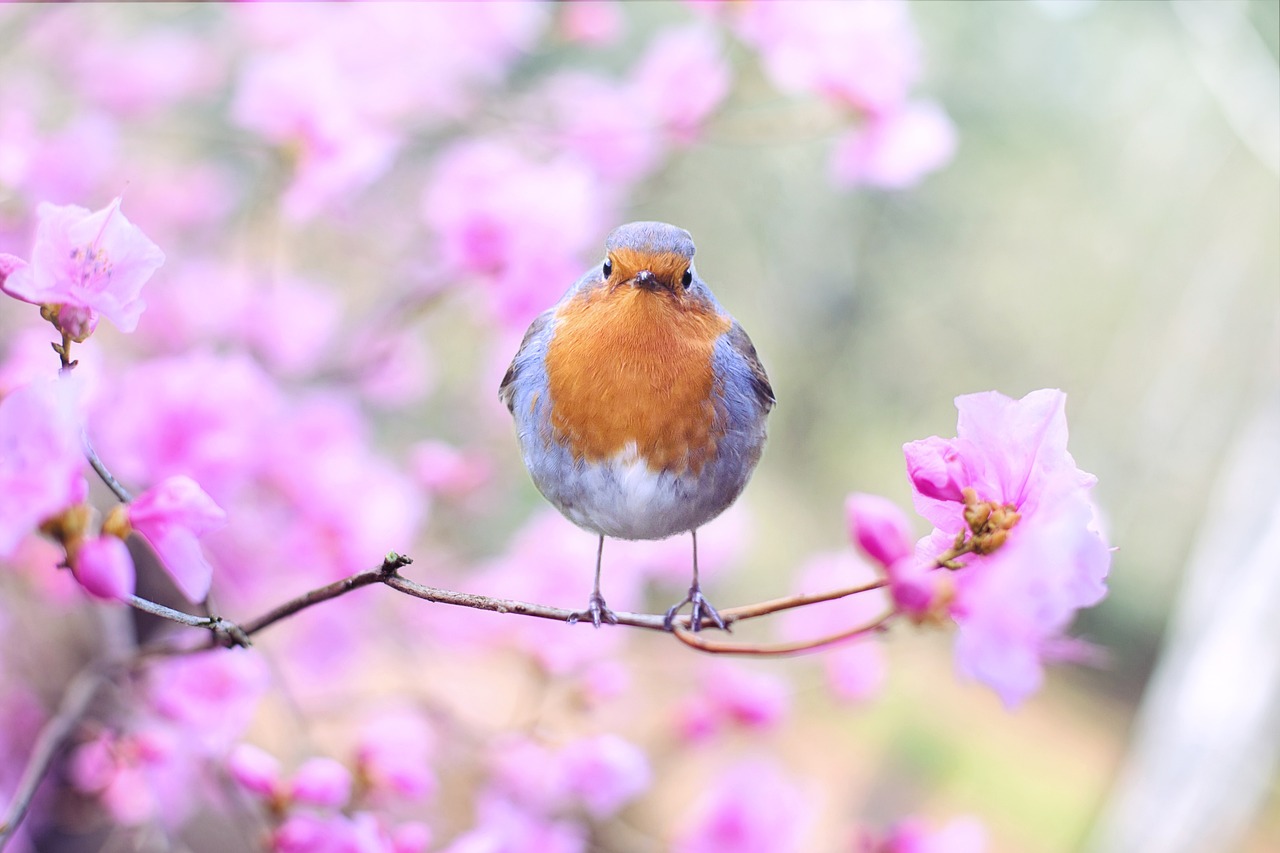 animaux