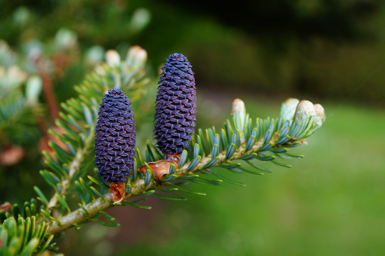 sapin france