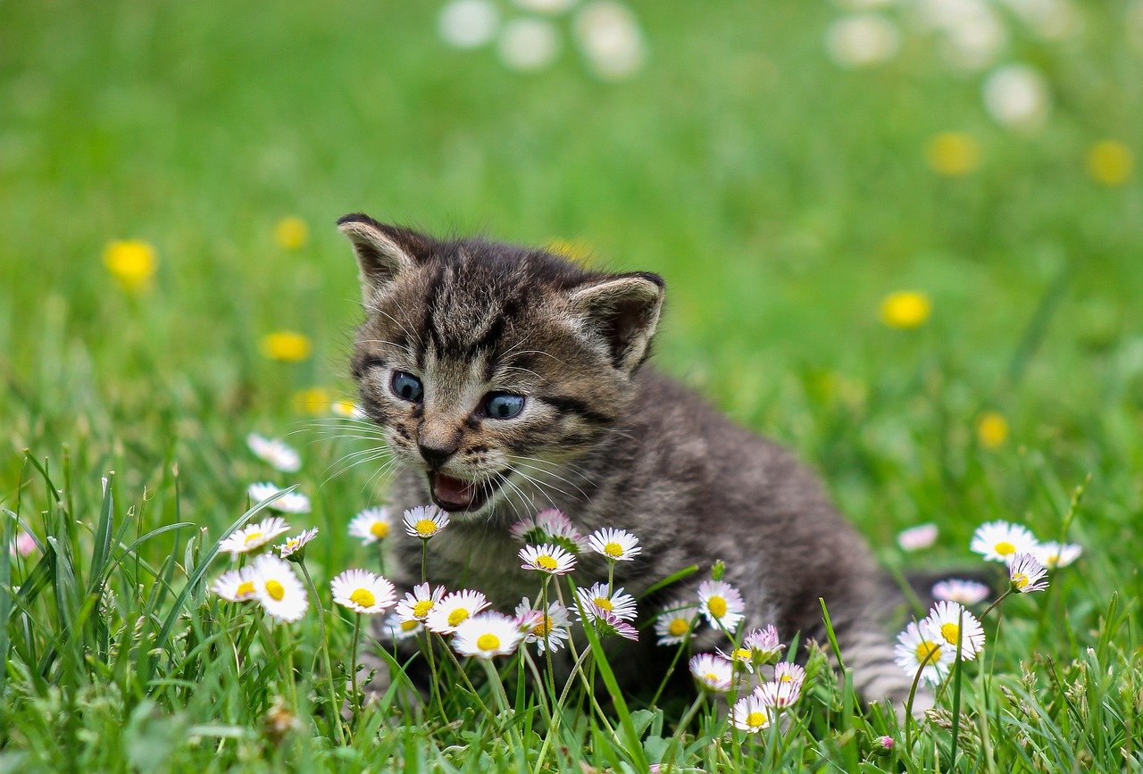 assurance animal domestique