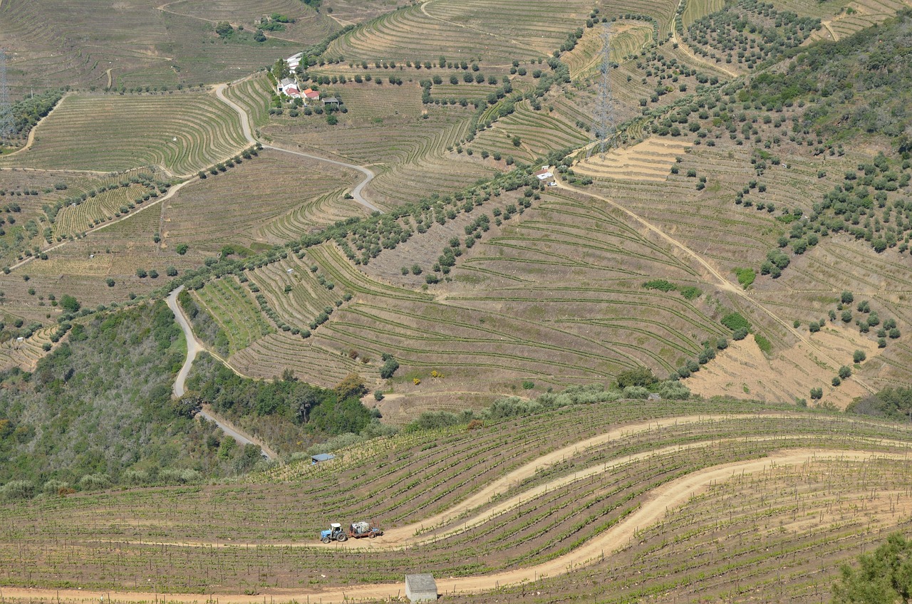 vins du douro